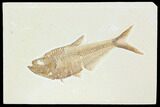 Fossil Fish (Diplomystus) - Green River Formation #122730-1